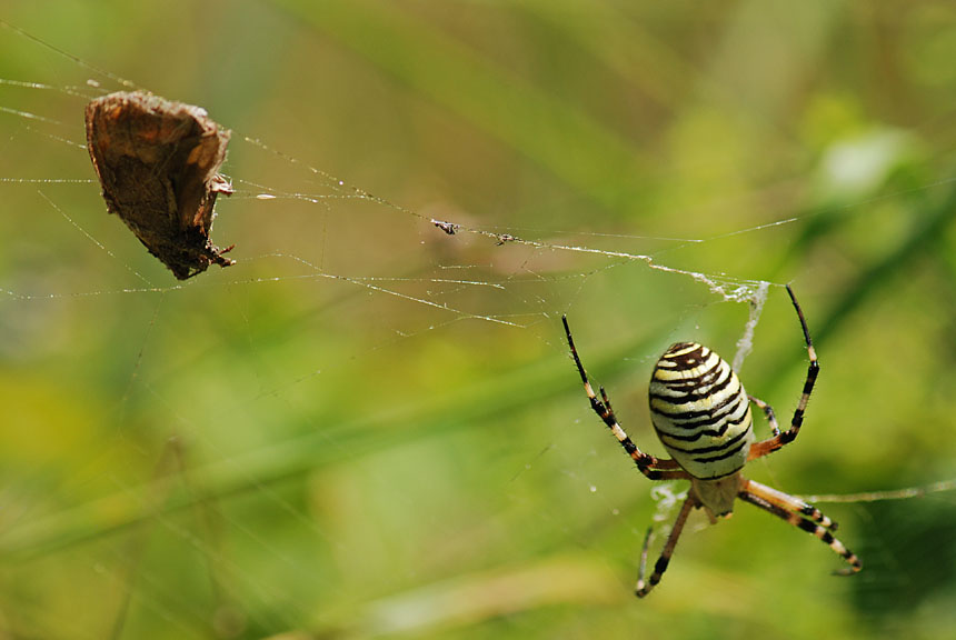 Argiope bruennichi